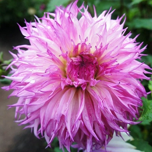 Георгина Snoho Diana (уп. 1 шт) Георгина Snoho Diana (уп. 1 шт)