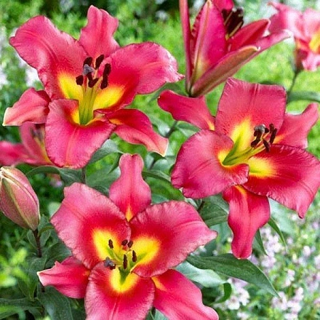 Лилия Satisfaction (уп. 3 шт)