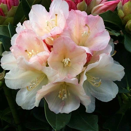 Рододендрон Golden Torсh