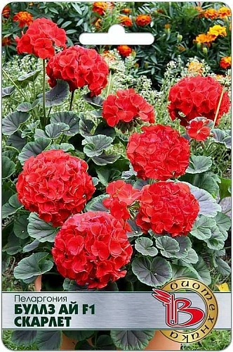 Пеларгония Буллз Ай F1 Скарлет, 5 шт (Биотехника) Пеларгония Буллз Ай F1 Скарлет, 5 шт (Биотехника)