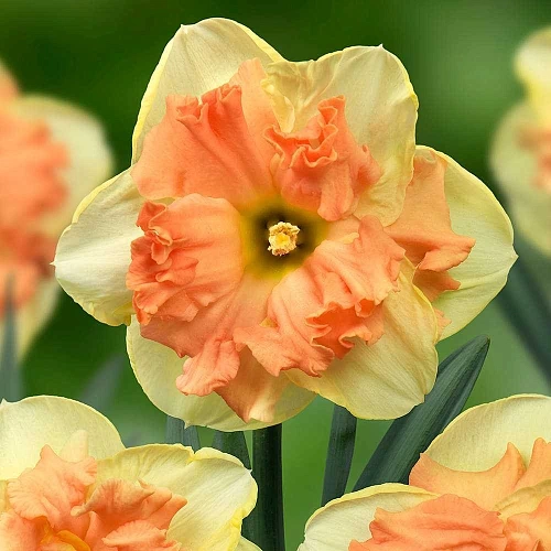 Нарцисс Vanilla Peach (5 шт. в уп.) Нарцисс Vanilla Peach (5 шт. в уп.)