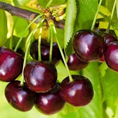 Черешня Мария Черешня Мария