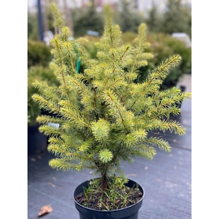Ель сербская 40-60 см