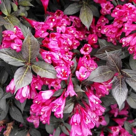 Вейгела Минор Блэк Фервайг (Minor Black Verweig) цветущая PBR 20-25