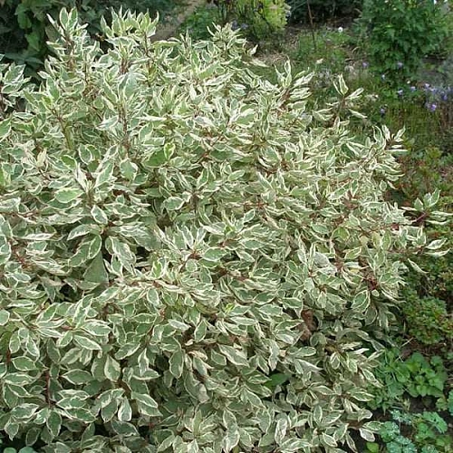 Дерен Sibirica Variegata 50-70 см Дерен Sibirica Variegata 50-70 см