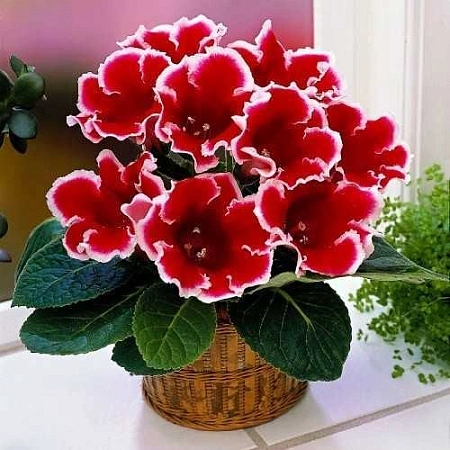 Глоксиния Kaiser Friedrich (1 шт. в уп.)