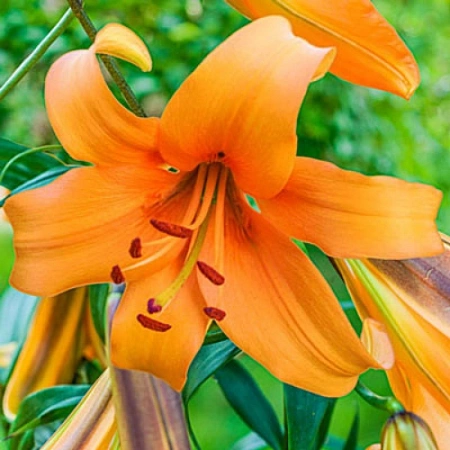 Лилия O.T Orange Space