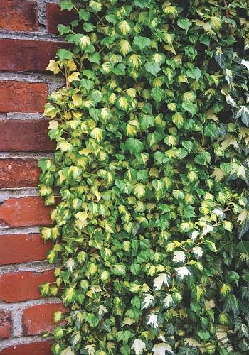Плющ обыкновенный Goldheart (Голдхарт) Плющ обыкновенный Goldheart (Голдхарт)