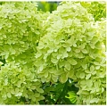 Гортензия Little Light метельчатая C3 2-хлетка Гортензия Little Light метельчатая C3 2-хлетка