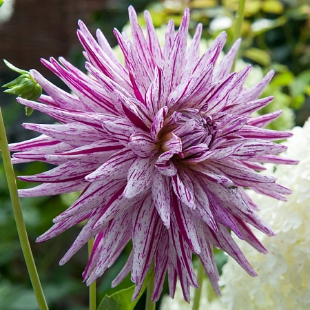 Георгина Cactus Hy Trio