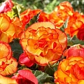 Бегония Marmorata Yellow-Red Бегония Marmorata Yellow-Red