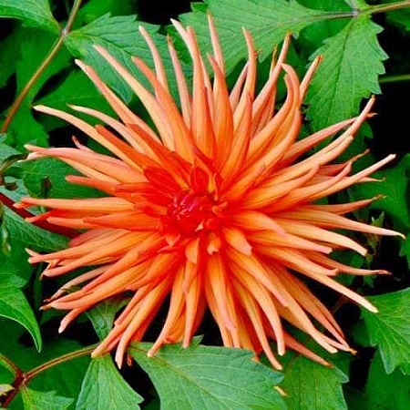 Георгина Park Record (уп. 1 шт)