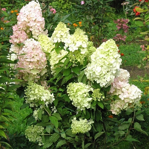 Гортензия Бомбшелл (Bombshell) метельчатая С-3 3-хлетка Гортензия Бомбшелл (Bombshell) метельчатая С-3 3-хлетка