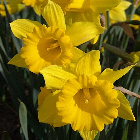 Нарцисс Gigantic Star