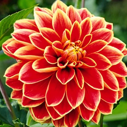 Георгина Maxime (уп. 1 шт) Георгина Maxime (уп. 1 шт)