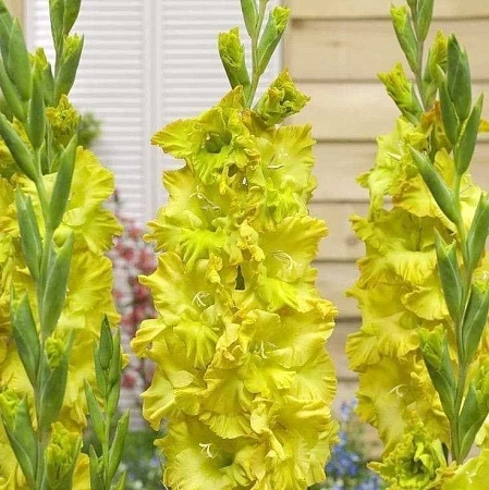 Гладиолус Blitz (уп. 7 шт)