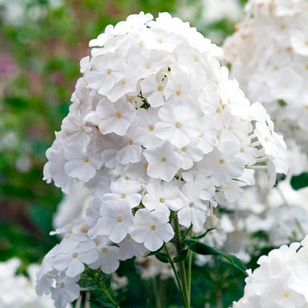 Флокс Pina Colada