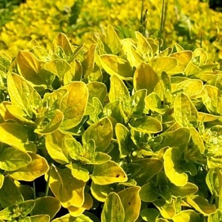 Душица Aureum