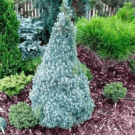 Ель Сандерс Блю канадская С3