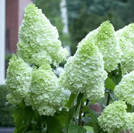 Гортензия Полярный медведь (Polar Bear) метельчатая Р9