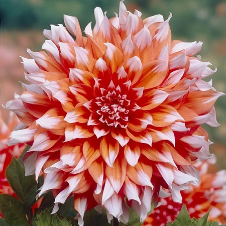 Георгина Holland Festival (уп. 1 шт) Георгина Holland Festival (уп. 1 шт)