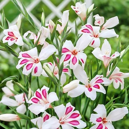 Гладиолус Prins Claus (5 шт. в уп.)