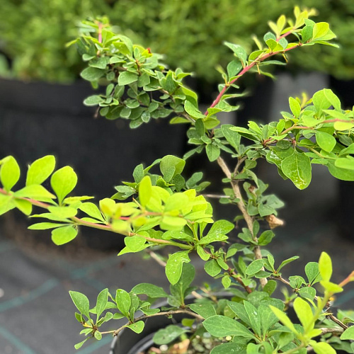 Барбарис Индиан Саммер (Indian Summer) тунберга 40-60 см Барбарис Индиан Саммер (Indian Summer) тунберга 40-60 см