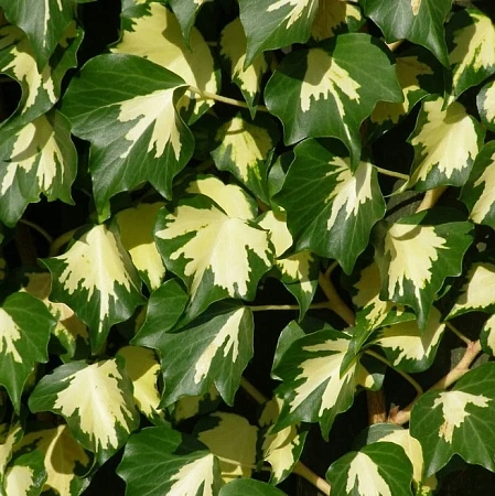 Плющ обыкновенный Goldheart (Голдхарт)