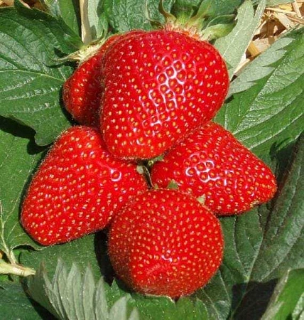 Клубника Джоли
