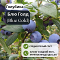 Голубика Блю Голд (Blue Gold) С1,5 Голубика Блю Голд (Blue Gold) С1,5