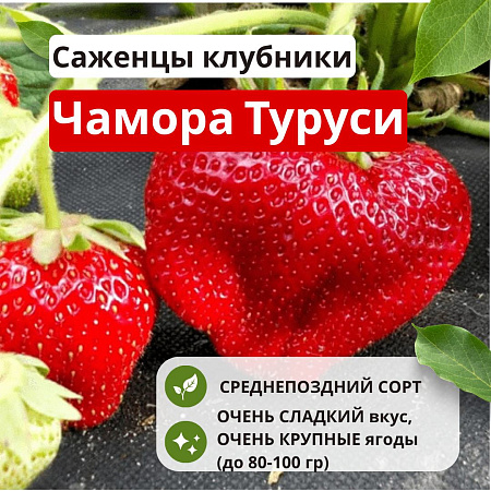 Клубника Чамора Туруси