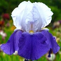 Ирис Germanica Arpege (1 шт. в уп.) Ирис Germanica Arpege (1 шт. в уп.)