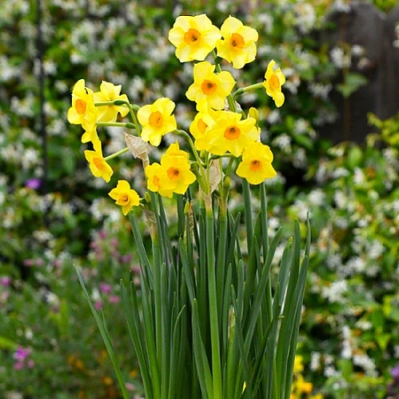 Нарцисс Golden Dawn (5 шт. в уп.)