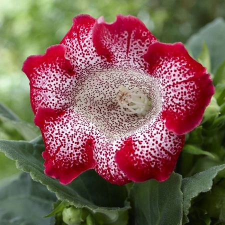 Глоксиния Tigrina Red (1 шт. в уп.)