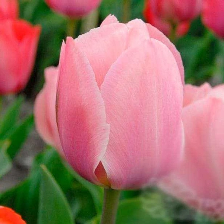 Тюльпан Mystic van Eijk (5 шт. в уп.)