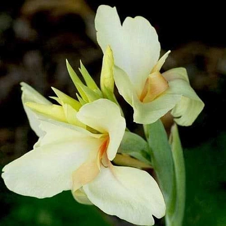 Канна Ambassador (уп. 1 шт) Канна Ambassador (уп. 1 шт)