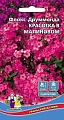 Флокс друммонда Красотка в малиновом (УД) Флокс друммонда Красотка в малиновом (УД)