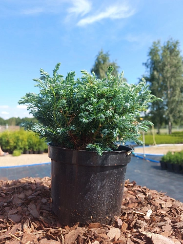 Можжевельник Блю Стар чешуйчатый d-20 см Можжевельник Блю Стар чешуйчатый d-20 см