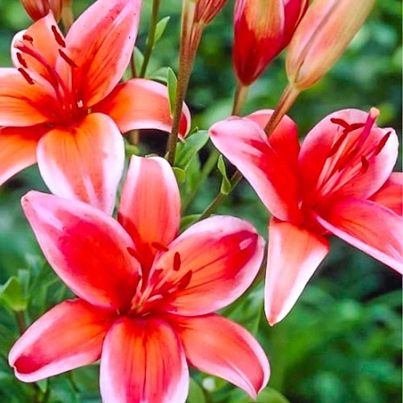 Лилия азиатская Ред 1 шт