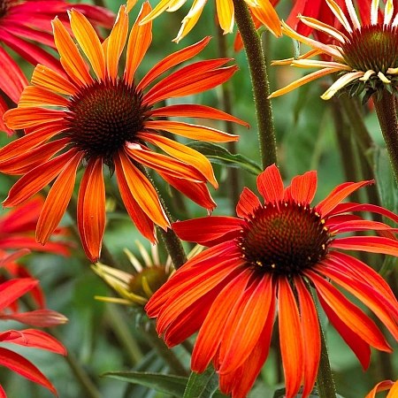 Эхинацея Hot Summer Эхинацея Hot Summer