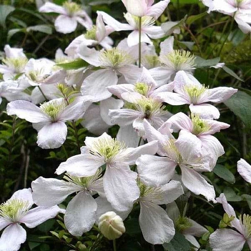 Клематис Токи Клематис Токи