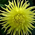 Георгина Yellow Star (1 шт в уп.) Георгина Yellow Star (1 шт в уп.)
