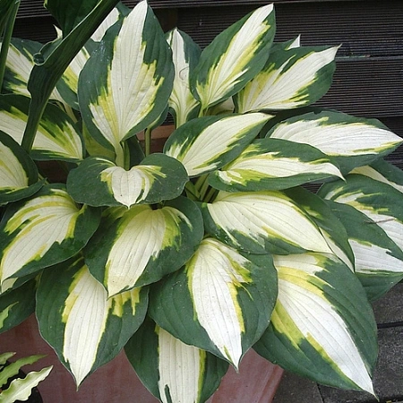 Хоста Color Festival (уп. 1 шт) Хоста Color Festival (уп. 1 шт)