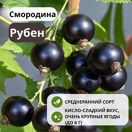 Смородина Рубен черная С3