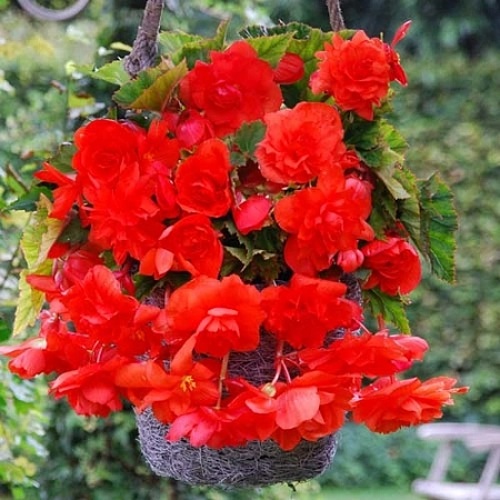 Бегония Pendula Red (уп. 2 шт)
