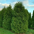 Туя Брабант (Brabant) 160 см Туя Брабант (Brabant) 160 см