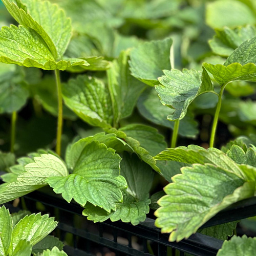 Клубника Ами Клубника Ами