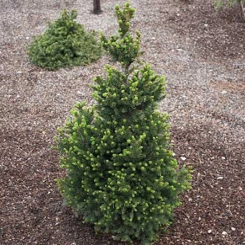 Ель Виллс Цверг (Wills Zwerg) обыкновенная Ель Виллс Цверг (Wills Zwerg) обыкновенная