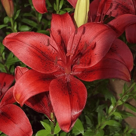 Лилия Happy Love (уп. 3 шт)