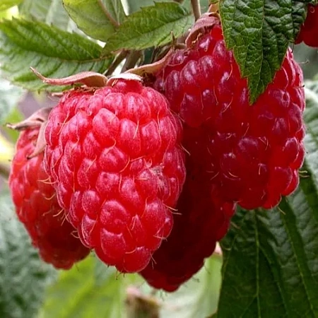 Малина Полесье Малина Полесье